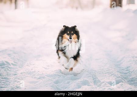 Young Shetland Sheepdog, Sheltie, Collie Fast Running all'aperto nello Snowy Park. Animale domestico giocoso nella foresta d'inverno. Giovane Shetland Sheepdog, Sheltie, Collie Foto Stock