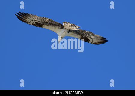 Falco occidentale (Pandion haliaetus) chiamato anche falco marino, falco fluviale, e falco di pesce a San Pedro, Belize. Foto Stock