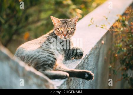 Ritratto del gatto grigio senza tetto che riposa all'aperto in strada. Ritratto del gatto grigio senza tetto che riposa all'aperto in strada Foto Stock