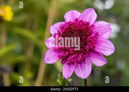 Primo piano di un blu bayou dahlia in fiore Foto Stock