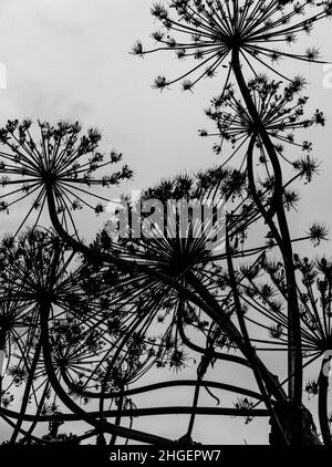 Foto in bianco e nero della silhouette di fiori di alghe secche di Sosnowsky sullo sfondo del cielo chiaro. Foto Stock