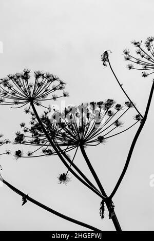 Foto in bianco e nero della silhouette di fiori di alghe secche di Sosnowsky sullo sfondo del cielo chiaro. Foto Stock