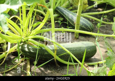 Courgette growing in a vegetable garden. Zucchini plant. Stock Photo