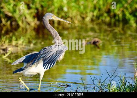 Airone tricolore (Egretta tricolore) che si agguanta a San Pedro, Belize Foto Stock