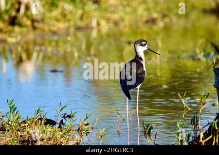 Un trenino a collo nero (Himantopus mexicanus) nelle lagune di San Pedro, Belize. Foto Stock