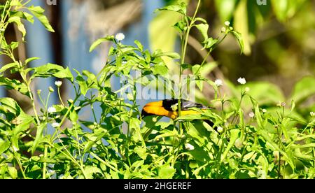 Un solone con cappuccio oriole (Icterus cullatus) in un arbusto a San Pedro, Belize. Foto Stock