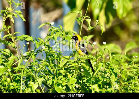 Un solone con cappuccio oriole (Icterus cullatus) in un arbusto a San Pedro, Belize. Foto Stock