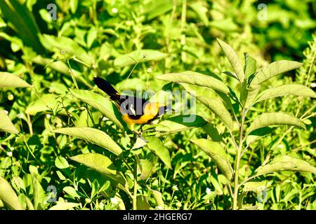 Un solone con cappuccio oriole (Icterus cullatus) in un arbusto a San Pedro, Belize. Foto Stock