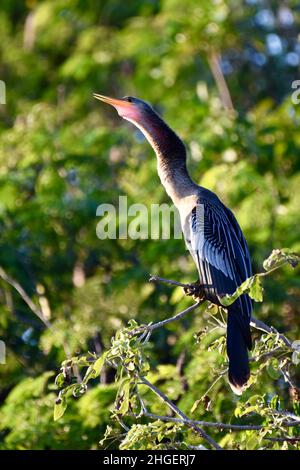 Anhinga (Anhinga anhinga), noto anche come snakebird, darter americano, o tacchino d'acqua, con il suo sacco di gola chiaramente visibile, nella mangrovia di San Pedro, Belize. Foto Stock