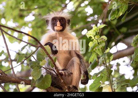 Zanzibar scimmia colobus rossa seduta sull'albero e riposo. Scimmia selvaggia carina con faccia scura appoggiata sull'albero. Isola di Zanzibar, Tanzania Foto Stock