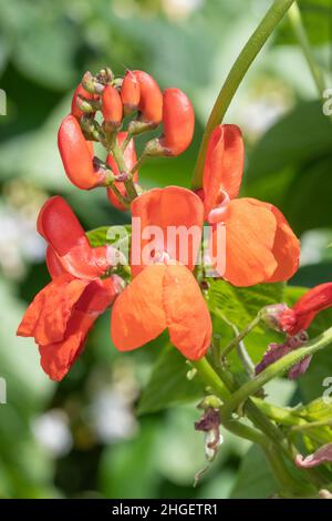 Macro shot di fagiolo runner (phaseolus coccineus) fiori in fiore Foto Stock