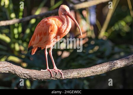 Splendido Scarlet Ibis (Eudocimus Ruber) allo zoo e ai giardini di Jacksonville, Florida. (USA) Foto Stock