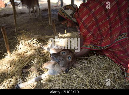 Un vitello affetto da una rara condizione chiamata policefalia, che significa letteralmente "teste multiple" con quattro occhi, due bocche e due orecchie. Agartala. Il vitello si trova in un capannone di mucche in Dalak Samatal Para di Amarpur, Tripura, India. Foto Stock