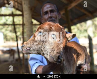 Un vitello affetto da una rara condizione chiamata policefalia, che significa letteralmente "teste multiple" con quattro occhi, due bocche e due orecchie. Agartala. Il vitello si trova in un capannone di mucche in Dalak Samatal Para di Amarpur, Tripura, India. Foto Stock