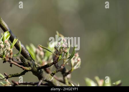 I germogli di fiori arricciati dell'albero della frutta prima della fioritura. Rami di pera con piccole foglie di primavera. Foto Stock