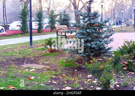 Parco panchina dietro un piccolo pino in una nuvolosa giornata autunnale ad Ankara Turchia Foto Stock