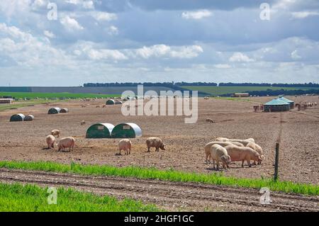 Free range allevamento di suini, Salisbury Plain, Wiltshire, Inghilterra, Regno Unito Foto Stock