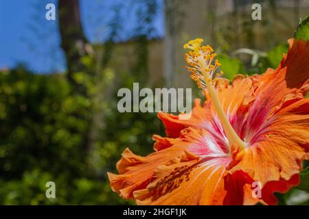 Vibrante Hibiscus rosa sinensis primo piano sfondo fiore dettaglio, una specie di arbusto tropicale della famiglia Malvaceae, ampiamente coltivata come gard Foto Stock