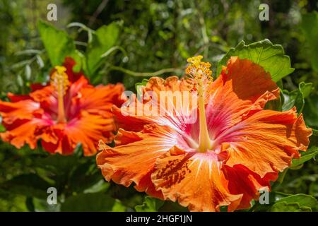 Vibrante Hibiscus rosa sinensis primo piano sfondo fiore dettaglio, una specie di arbusto tropicale della famiglia Malvaceae, ampiamente coltivata come gard Foto Stock