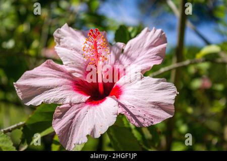 Vibrante Hibiscus rosa sinensis primo piano sfondo fiore dettaglio, una specie di arbusto tropicale della famiglia Malvaceae, ampiamente coltivata come gard Foto Stock