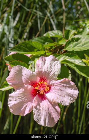 Vibrante Hibiscus rosa sinensis primo piano sfondo fiore dettaglio, una specie di arbusto tropicale della famiglia Malvaceae, ampiamente coltivata come gard Foto Stock