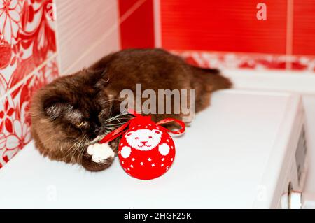 Marrone scottish Straight Highland gatto giocando con un giocattolo di Natale sulla lavatrice, l'inverno è freddo, gatti a tema, gattini e gatti in casa, p Foto Stock