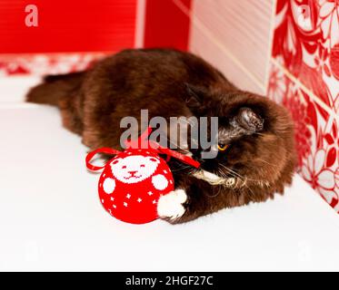 Gattino scozzese marrone delle Highland che gioca con un giocattolo di Natale, l'inverno è freddo, gatti a tema, gattini e gatti in casa, animali domestici le loro foto e la loro l Foto Stock