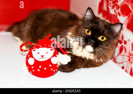 Gattino marrone scozzese soffice giocando con un giocattolo di Natale, l'inverno è freddo, gatti a tema, gattini e gatti in casa, animali domestici le loro foto e il loro lif Foto Stock