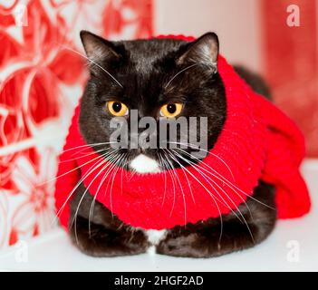 Bel gatto bicolore britannico close-up in una sciarpa rossa su sfondo rosso, l'inverno è freddo, gatti a tema, gattini e gatti in casa, animali domestici Th Foto Stock