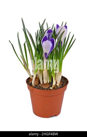 Fiori di primavera in vaso 'Crocus vernus' su sfondo bianco Foto Stock