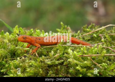 Primo piano su un colore rosso, ma velenoso, del Newt orientale o rotto-Striped, Notoftalmus viridescens sul muschio Foto Stock