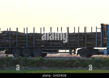 Il semirimorchio con rimorchio cargo che guida su strade pubbliche ha tagliato gli alberi di sera. Concetto di logistica e consegna legname. Foto Stock