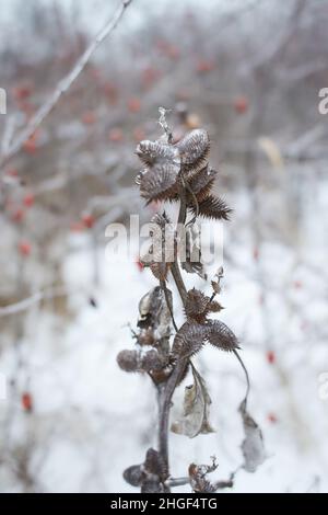 Fiori di erba decidua, cespugli ricoperti di crosta di ghiaccio dopo pioggia gelida, frammento, sfondo. Fuoco selezionato Foto Stock