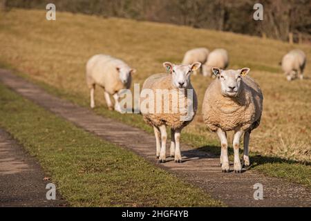 Sheep vicino a Robin Hood's Stride, Derbyshire Peak District, Regno Unito Foto Stock