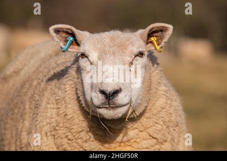 Sheep vicino a Robin Hood's Stride, Derbyshire Peak District, Regno Unito Foto Stock