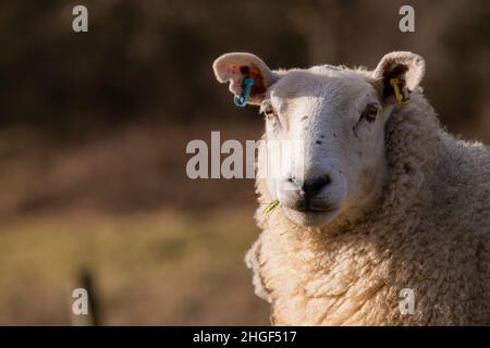 Sheep vicino a Robin Hood's Stride, Derbyshire Peak District, Regno Unito Foto Stock