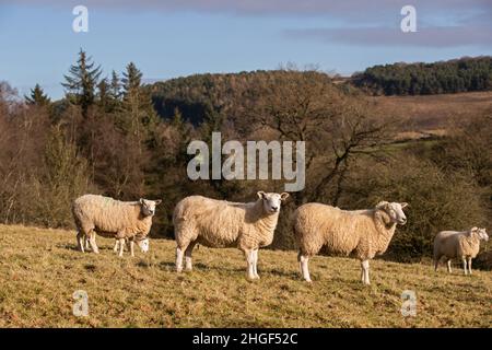 Sheep vicino a Robin Hood's Stride, Derbyshire Peak District, Regno Unito Foto Stock