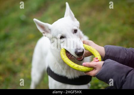 Una donna gioca con un cane Pastore svizzero bianco, con un giocattolo di gomma, in forma di anello, tira fuori dalla bocca, primo piano, sfondo, carta da parati Foto Stock