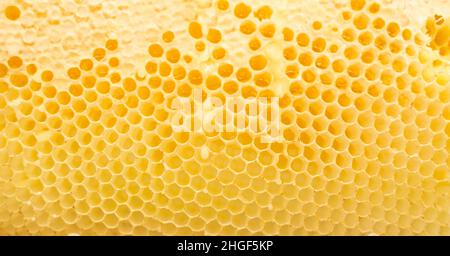 Alveare. Concetto di apicoltura. Trama di fondo di una sezione di nido d'ape di cera da un alveare di ape riempito di miele d'oro Foto Stock