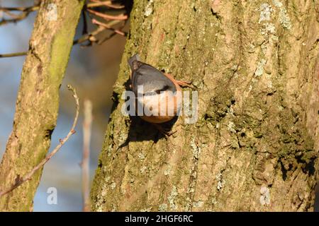 Il Nuthatch Eurasiano si aggrappa ad un albero di quercia al sole d'inverno. Inghilterra, Regno Unito. Foto Stock