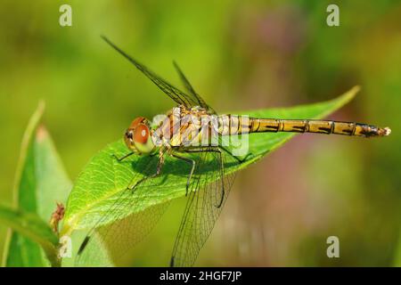 Primo piano su una libellula più scura comune, Darter comune seduto su una foglia verde nel campo Foto Stock