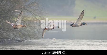Primo piano panoramico di tre Mallards che volano a bassa velocità sull'acqua in una giornata di nebbia Foto Stock