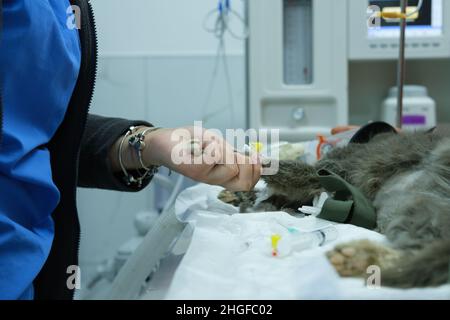 Un chirurgo e un veterinario che eseguono un intervento su un gatto in un ospedale animale Foto Stock