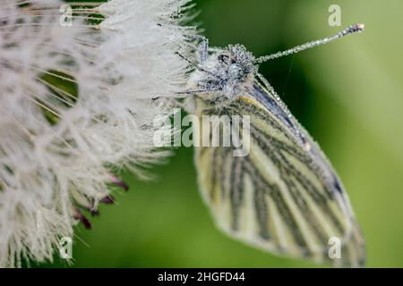 Diamante bordati bellezza. Le gocce di rugiada coprono la farfalla gialla e bianca di Pieris napi che siede su un dente di leone al mattino presto. Foto Stock