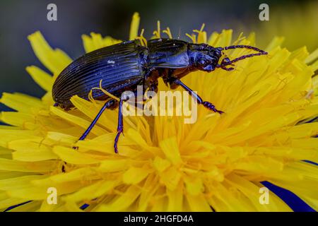 Bellezza nera su fiore giallo. Un grande coleottero largo, il parallelepipedo Abax, siede sul fiore giallo del dente di leone. Foto Stock