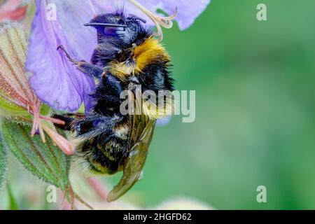 Un bumblebee siede sul fiore di una scala blu di Giacobbe. I visitatori di fiori intimi e spessi in pelliccia colorata sono tra le specie di insetti in via di estinzione. Foto Stock