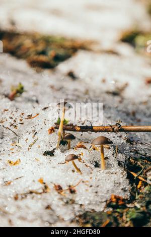 Funghi in montagna, erba gialla, resti di neve Foto Stock