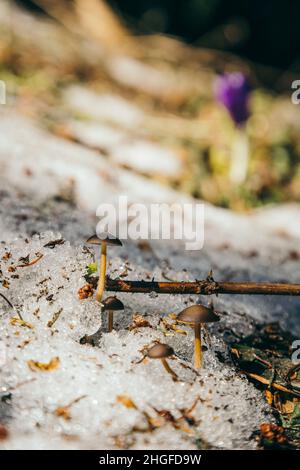 Fiori di neve in montagna, erba gialla, scongelamento Foto Stock