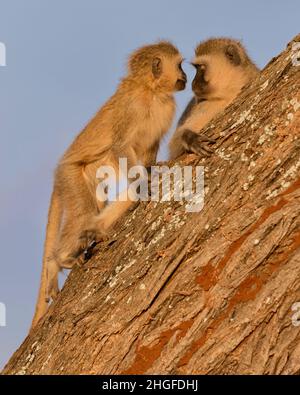 Scimmie Vervet (Chlorocobus pygerythrus), mamme e giovani, seduti su un albero alla luce del tardo pomeriggio, Parco Nazionale Tarangire; Tanzania; Africa Foto Stock