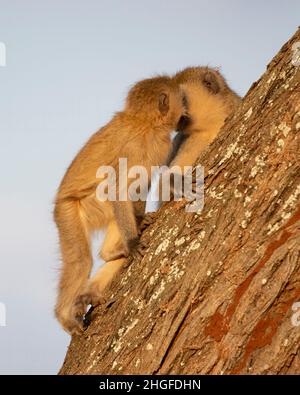 Scimmie Vervet (Chlorocobus pygerythrus), mamme e giovani, seduti su un albero alla luce del tardo pomeriggio, Parco Nazionale Tarangire; Tanzania; Africa Foto Stock